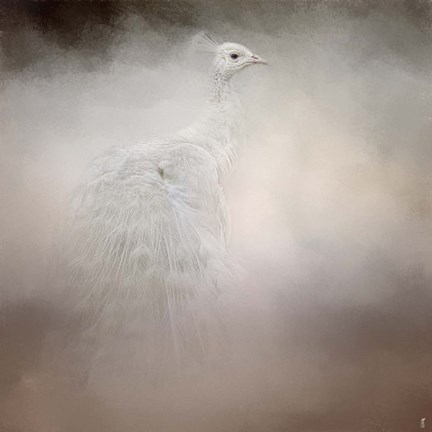 Framed Peacock 6 Print