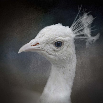 Framed Peacock 9 Print