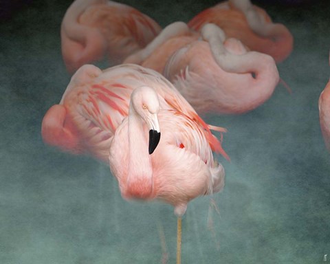 Framed Pink Flamingo 1 Print