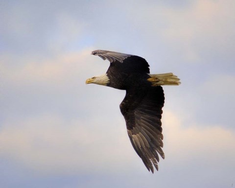 Framed Pinson Mounds Eagle 2 Print