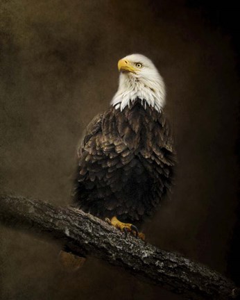 Framed Portrait Of An Eagle Print