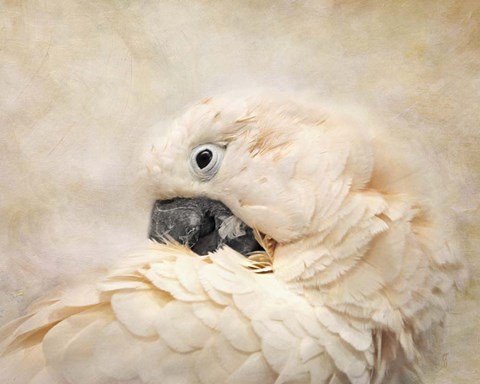 Framed Preening Umbrella Cockatoo Print