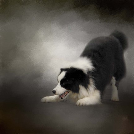 Framed Ready To Play Border Collie Print