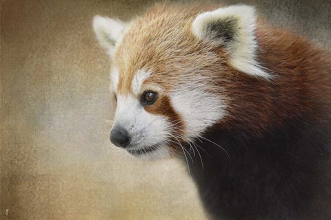Framed Red Panda Watching Print