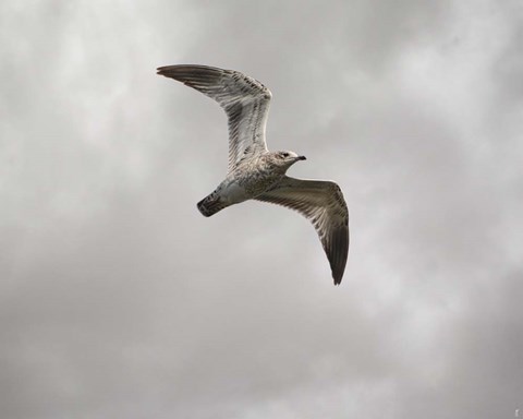 Framed Ring Billed Gull At Reelfoot Print