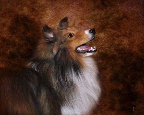 Framed Shetland Sheepdog Print