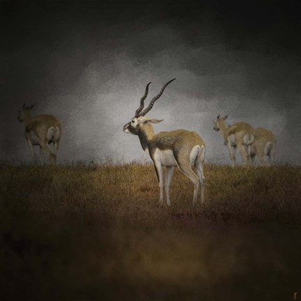 Framed Storm Spotters Print