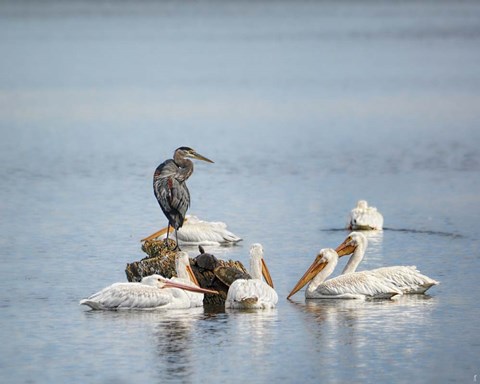 Framed Support Group Print