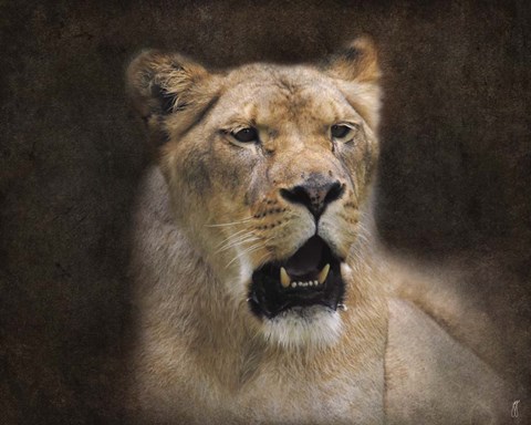 Framed Lioness Portrait Print