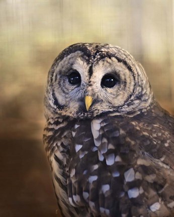 Framed Wise Owl Print