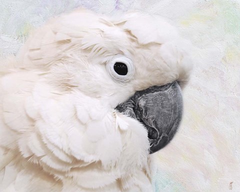 Framed Umbrella Cockatoo Portrait Print