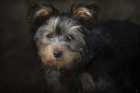 Framed Yorkie Puppy Print