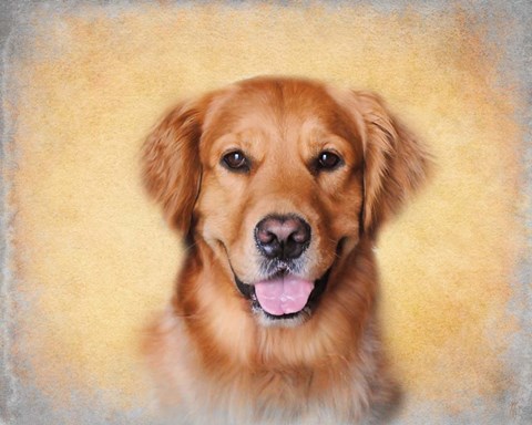 Framed Young Golden Retriever Portrait Print