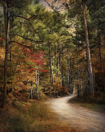 Framed Autumn Forest 2 Print