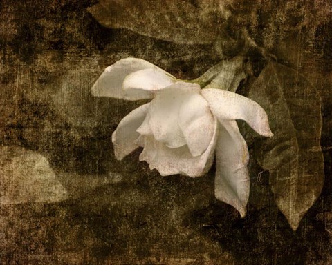 Framed Cape Jasmine Gardenia 2 Print