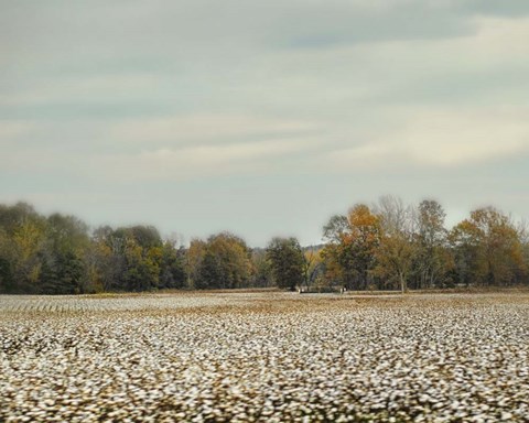 Framed Cotton Field In Autumn Print
