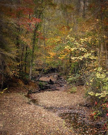 Framed Creek Bed In Autumn Print