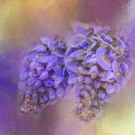 Framed Enticing Wisteria Print