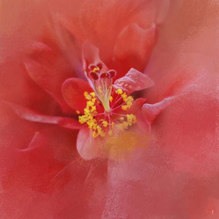 Framed Salmon Hibiscus 1 Print