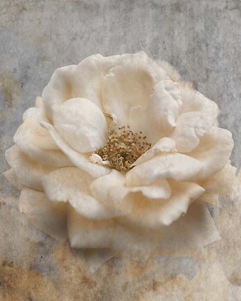 Framed Vintage Rose 1 Print