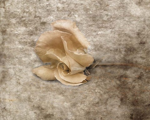 Framed Vintage Rose 6 Print