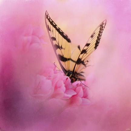 Framed Butterfly On The Azaleas Print
