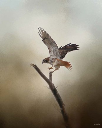 Framed Dance Of The Redtail Print