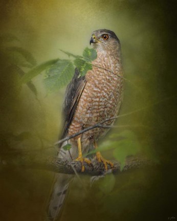 Framed Sharp Shinned Hawk Print