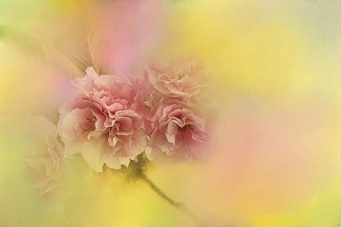 Framed Spring Cherry Blossoms Print