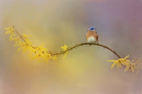 Framed Little Blue In The Garden Print