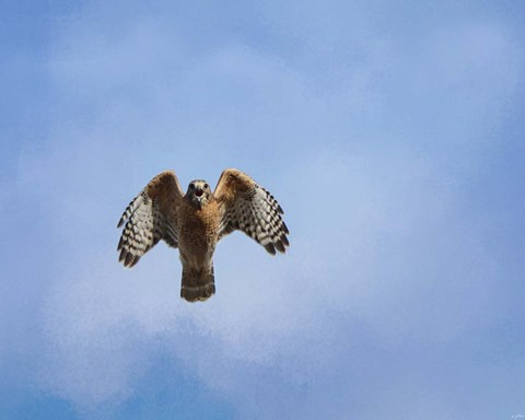 Framed Raptors Warning Print