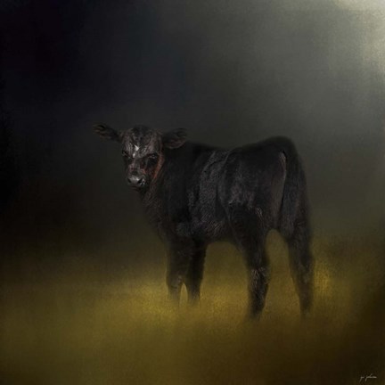 Framed Black Angus Calf In The Moonlight Print