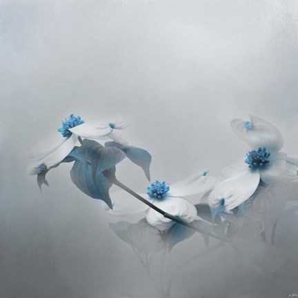Framed Blue Dogwood Print