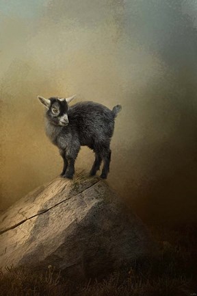 Framed Little Rock Climber Print