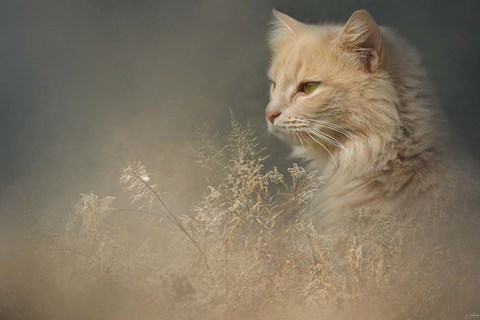 Framed At Dawn Print