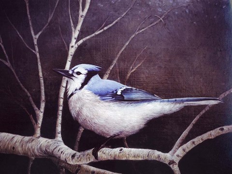 Framed Blue Jay Print