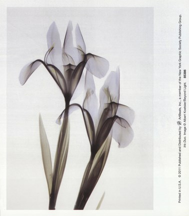 Framed Iris Duo Print