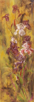 Framed Bearded Iris III Print