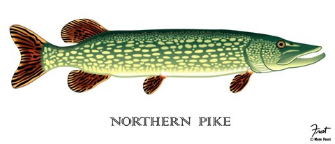 Framed Northern Pike Print