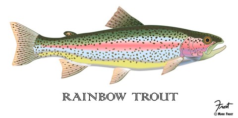 Framed Rainbow Trout Print