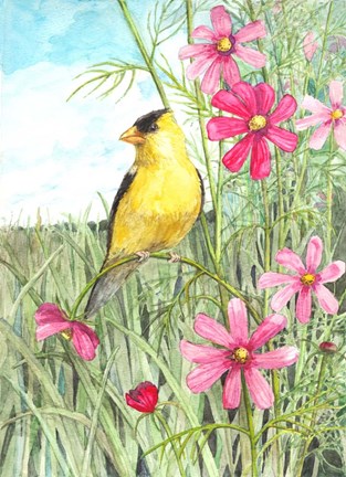 Framed Yellow Finch Cosmos Print