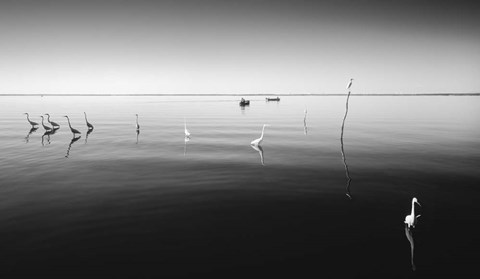 Framed 11 Herons Print