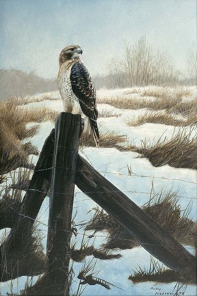 Framed Hawk Eye Print