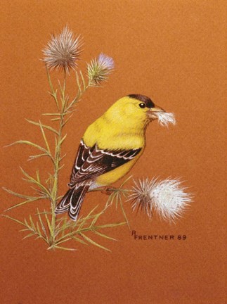 Framed Bird - Red Background Print