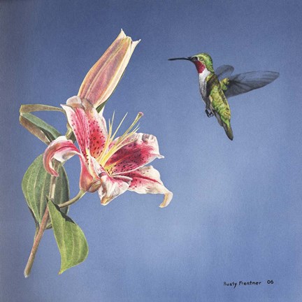 Framed Hummingbird And Lily Print