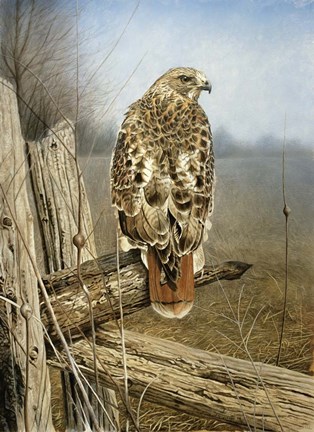 Framed Red Tailed Hawk Print