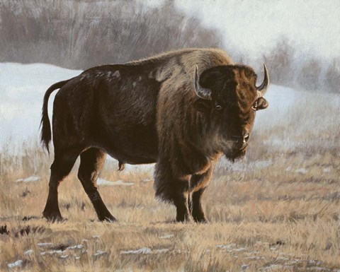 Framed Bison Print