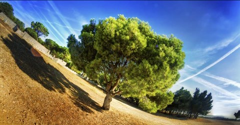 Framed Summer Tree Print