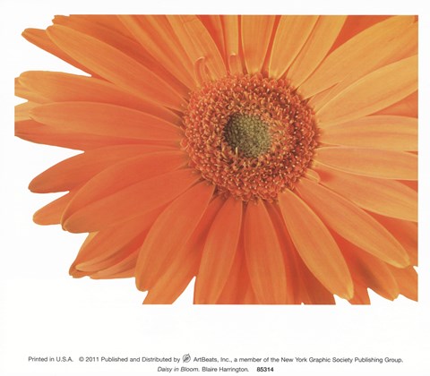 Framed Daisy In Bloom Print