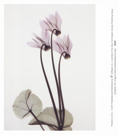Framed Cyclamen Trio Print